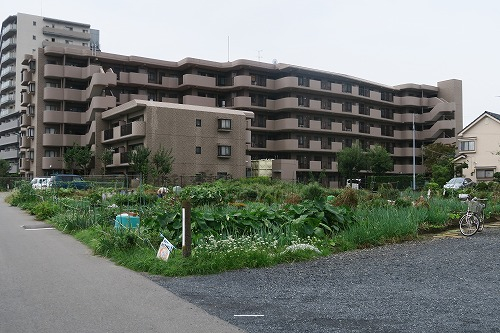 30811画像
